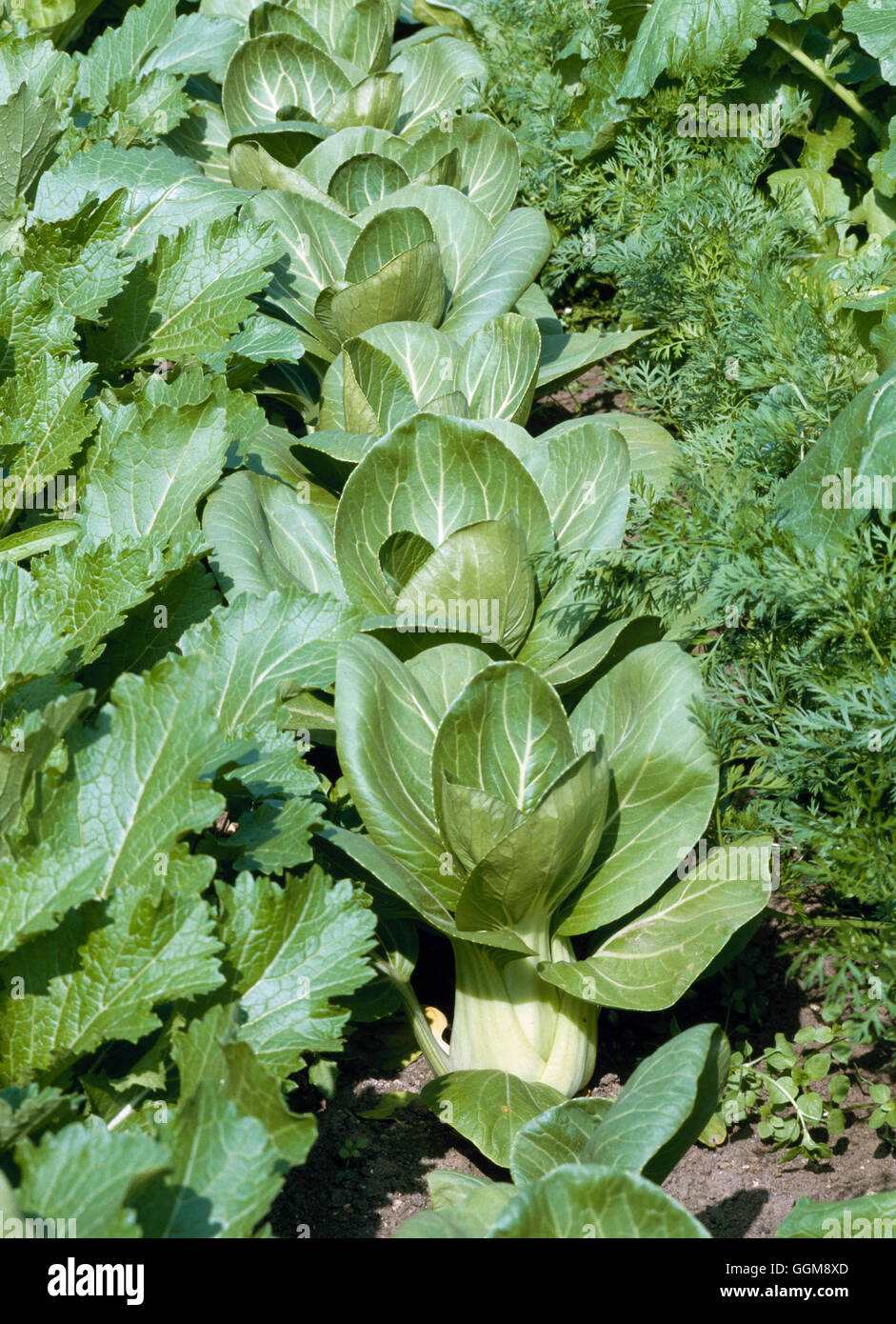 Oriental Vegetables - Pak Choi `Mei Quing Choi'   VEG037632 Stock Photo